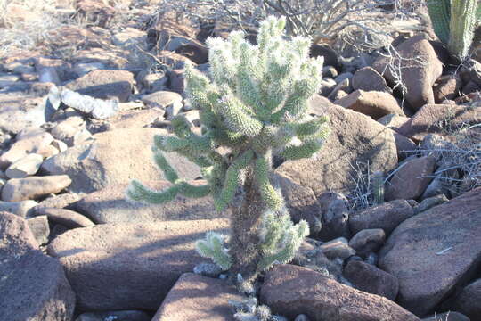 Image of Cylindropuntia bigelovii var. ciribe (Engelm. ex J. M. Coult.) Rebman