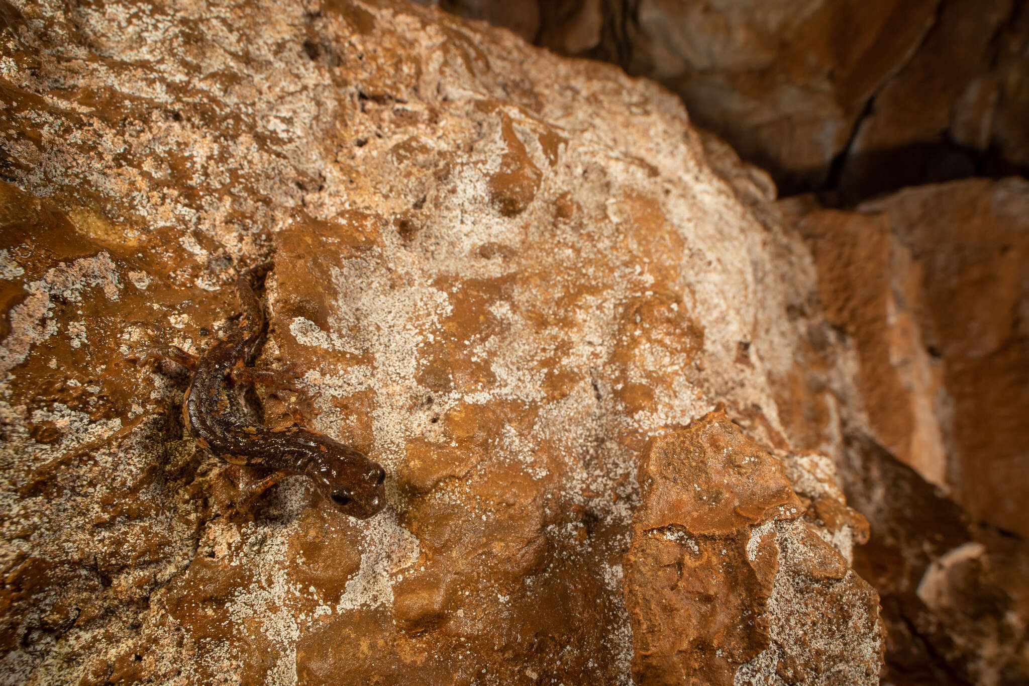 Image of Ambrosi's Cave Salamander