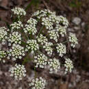 Image de Xanthoselinum venetum (Sprengel)