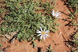 Image de Gazania jurineifolia subsp. jurineifolia