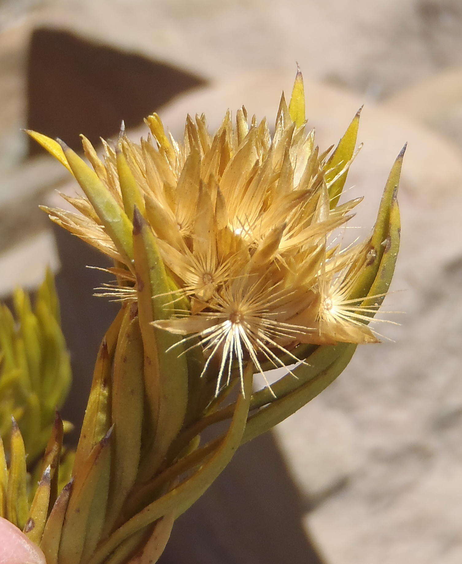 Image of Pteronia fasciculata L. fil.