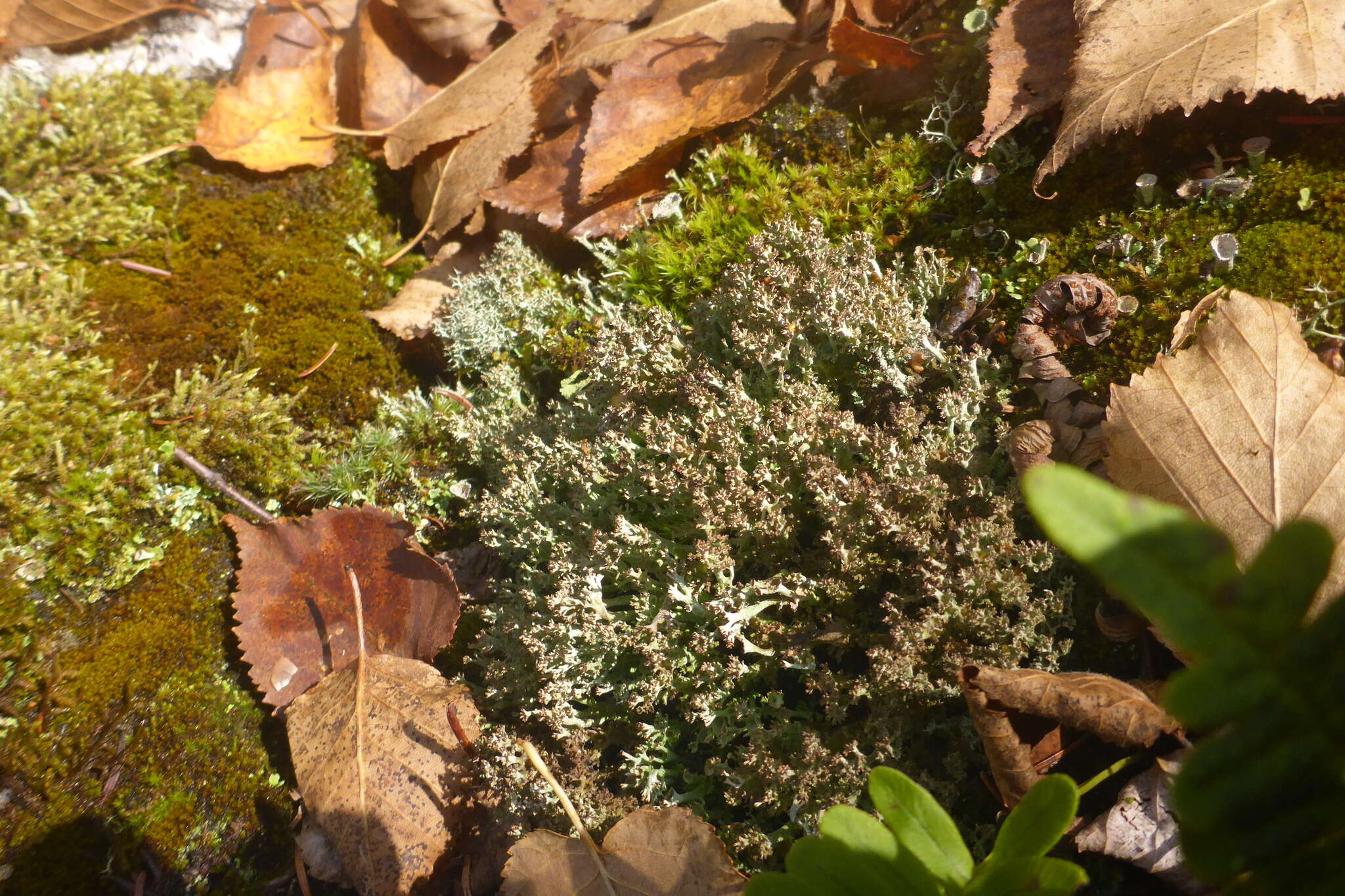 Image of cup lichen