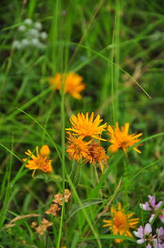 Image of Pentanema asperum (Poir.)