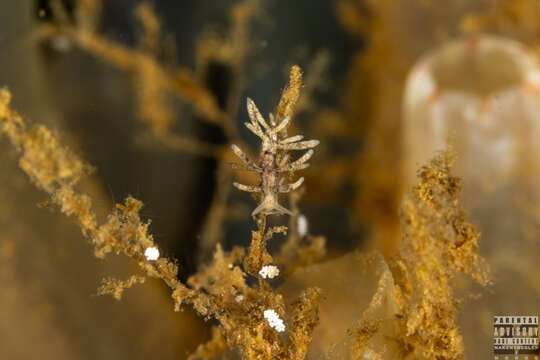 Image of Tenellia A. Costa 1866