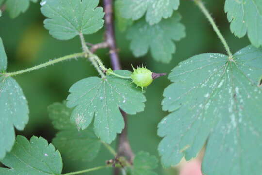 Image de Ribes cynosbati L.