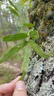 Image of anglevein fern