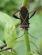 صورة Acanthocerus crucifer Palisot de Beauvois 1818