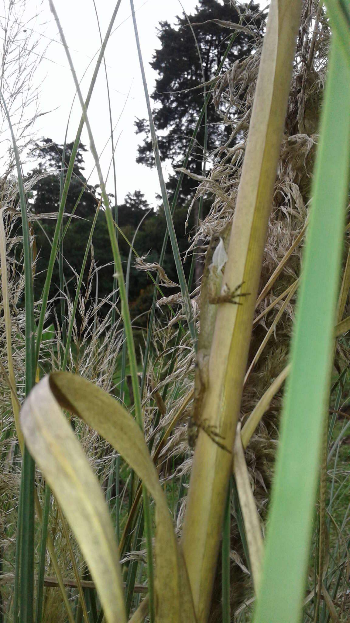 Image of Blemished Anole