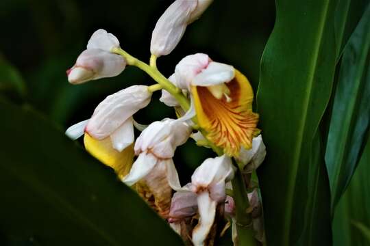 Alpinia hainanensis K. Schum.的圖片