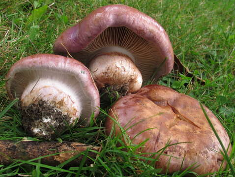 Image of Cortinarius balteatocumatilis Rob. Henry ex P. D. Orton 1960