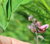 Imagem de Lathyrus palustris subsp. pilosus (Cham.) Hulten