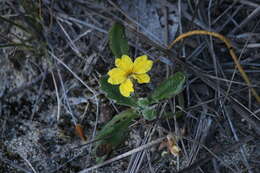 Image of Goodenia blackiana R. C. Carolin