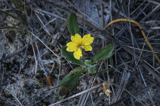 Слика од Goodenia blackiana R. C. Carolin