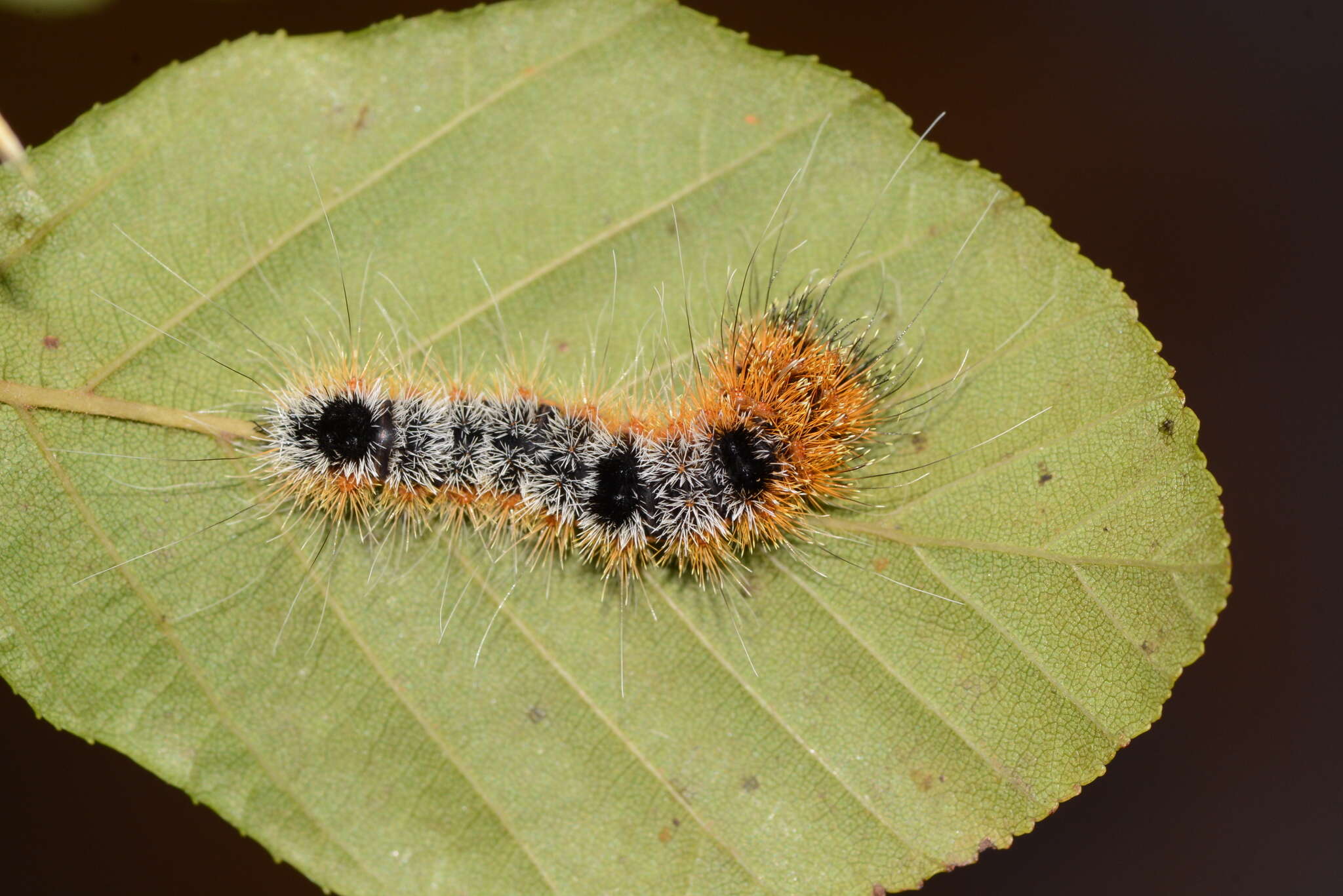 Acronicta hastulifera Smith & Abbot 1797的圖片