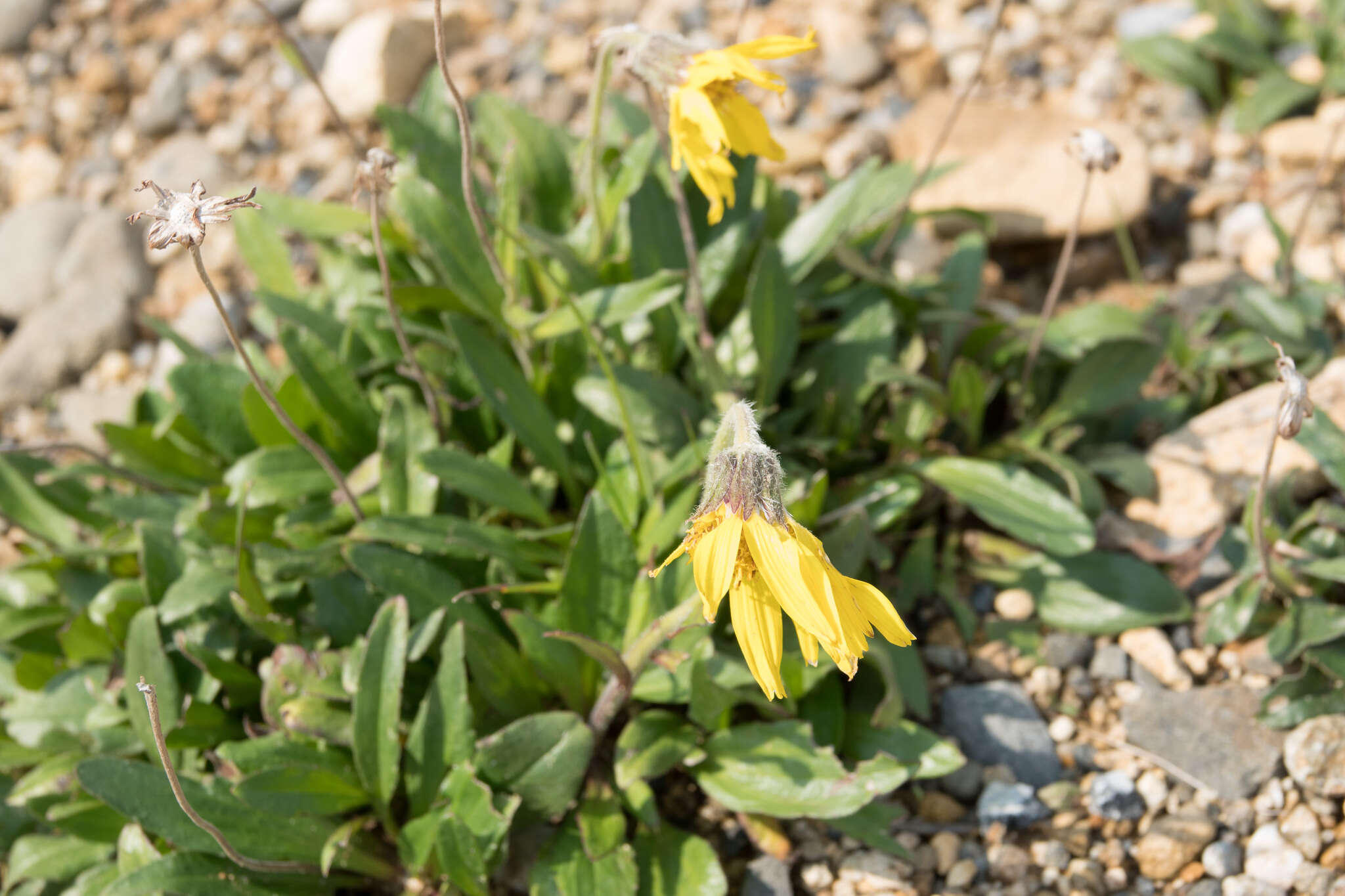 Image of nodding arnica