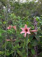 Слика од Hippeastrum stylosum Herb.