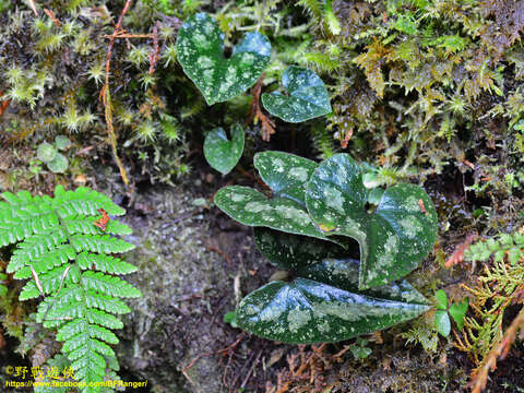 Image of Asarum ampulliflorum C. T. Lu & J. C. Wang