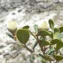 Image of Abrahamia buxifolia (H. Perrier) Randrian. & Lowry