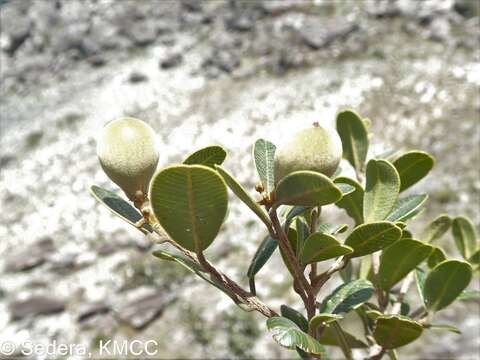 Image of Abrahamia buxifolia (H. Perrier) Randrian. & Lowry