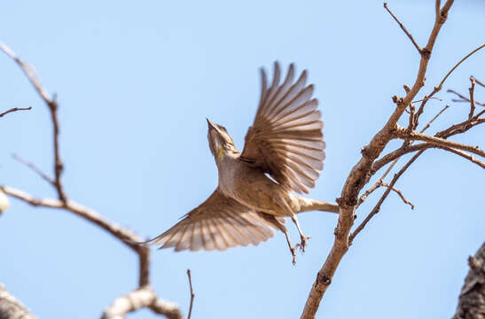 Image of Bush Petronia