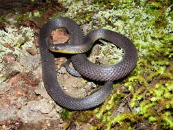 Image of Sierra Coalcoman Earth Snake