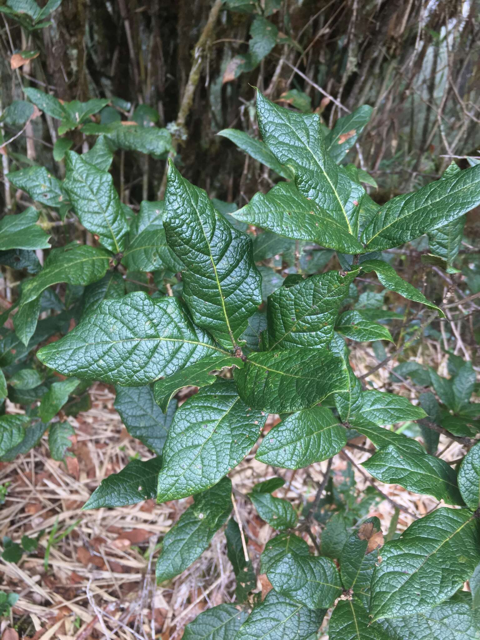 Image of Quercus costaricensis Liebm.