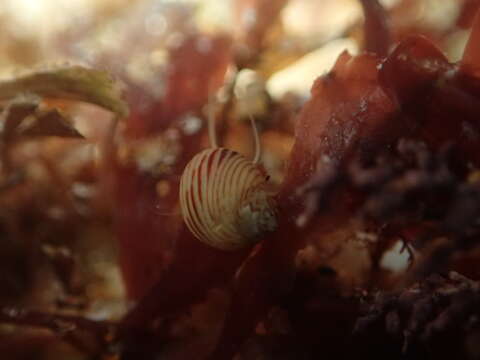 Image of Tricoliinae Woodring 1928