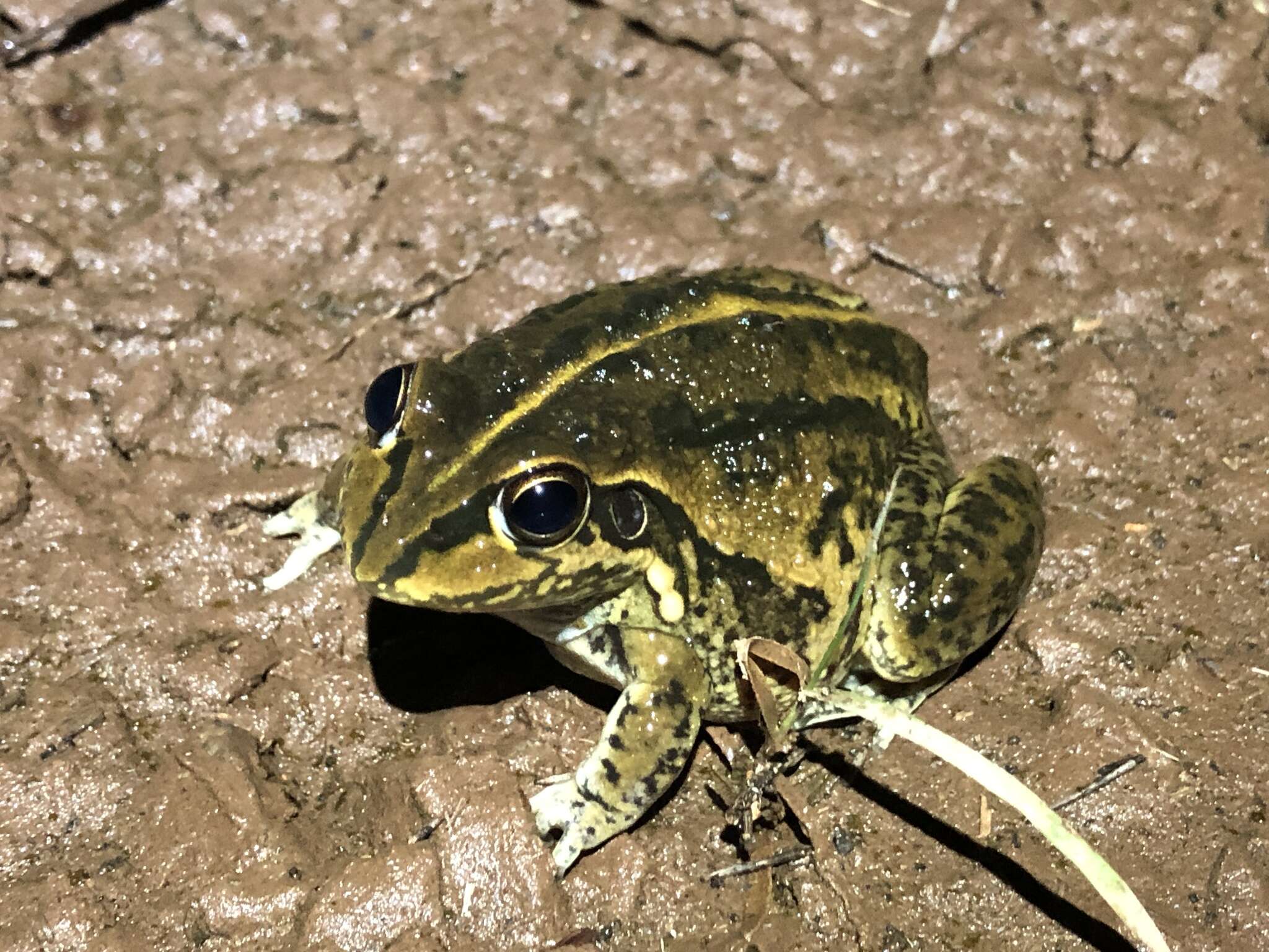 صورة Ranoidea alboguttata (Günther 1867)