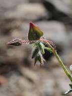 Image de Trichodesma africanum (L.) R. Br.