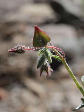 Image of Trichodesma africanum (L.) R. Br.