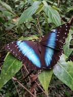 Image of Blue-banded Morpho Butterfly