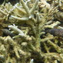 Image of Reef shallows seasnake