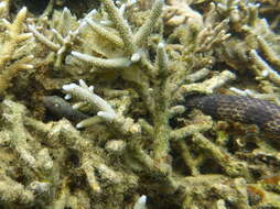 Image of Reef shallows seasnake