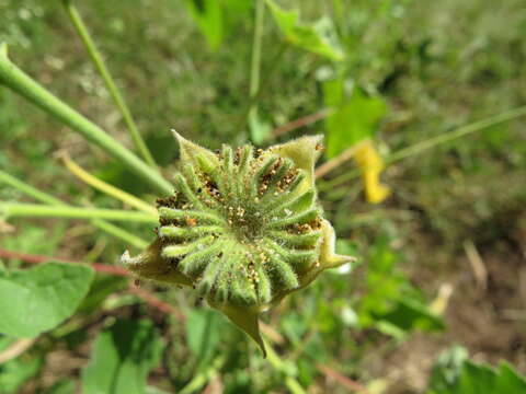 Image of Abutilon grandiflorum G. Don