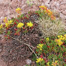 Image of sulphur-flower buckwheat