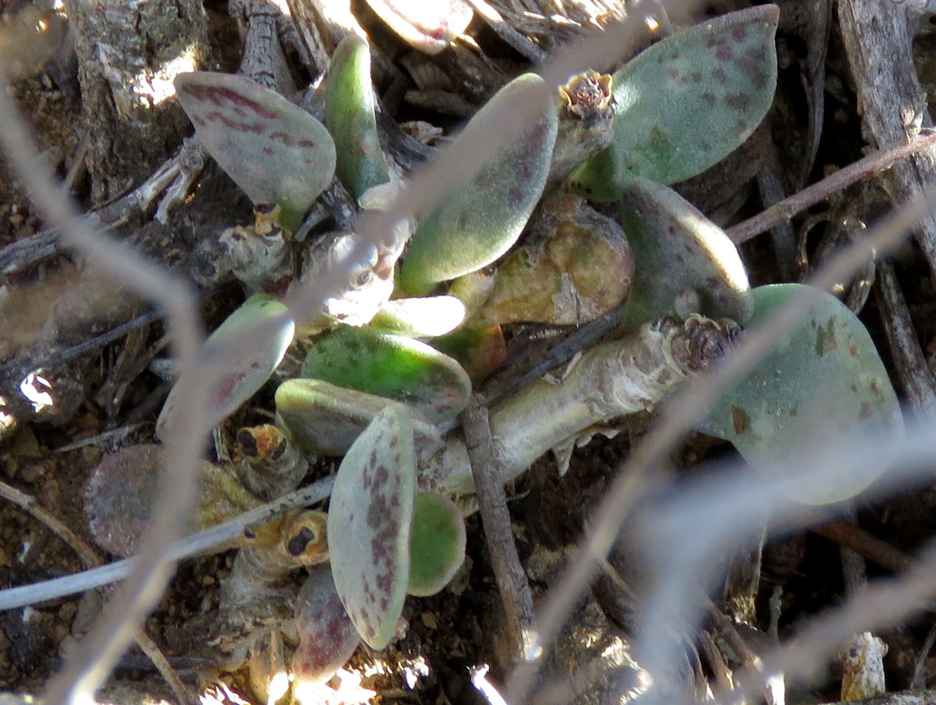 Image of Adromischus cooperi (Bak.) A. Berger