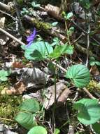 Image of common dog-violet