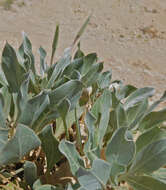 Oenothera macrocarpa subsp. incana (A. Gray) W. L. Wagner resmi