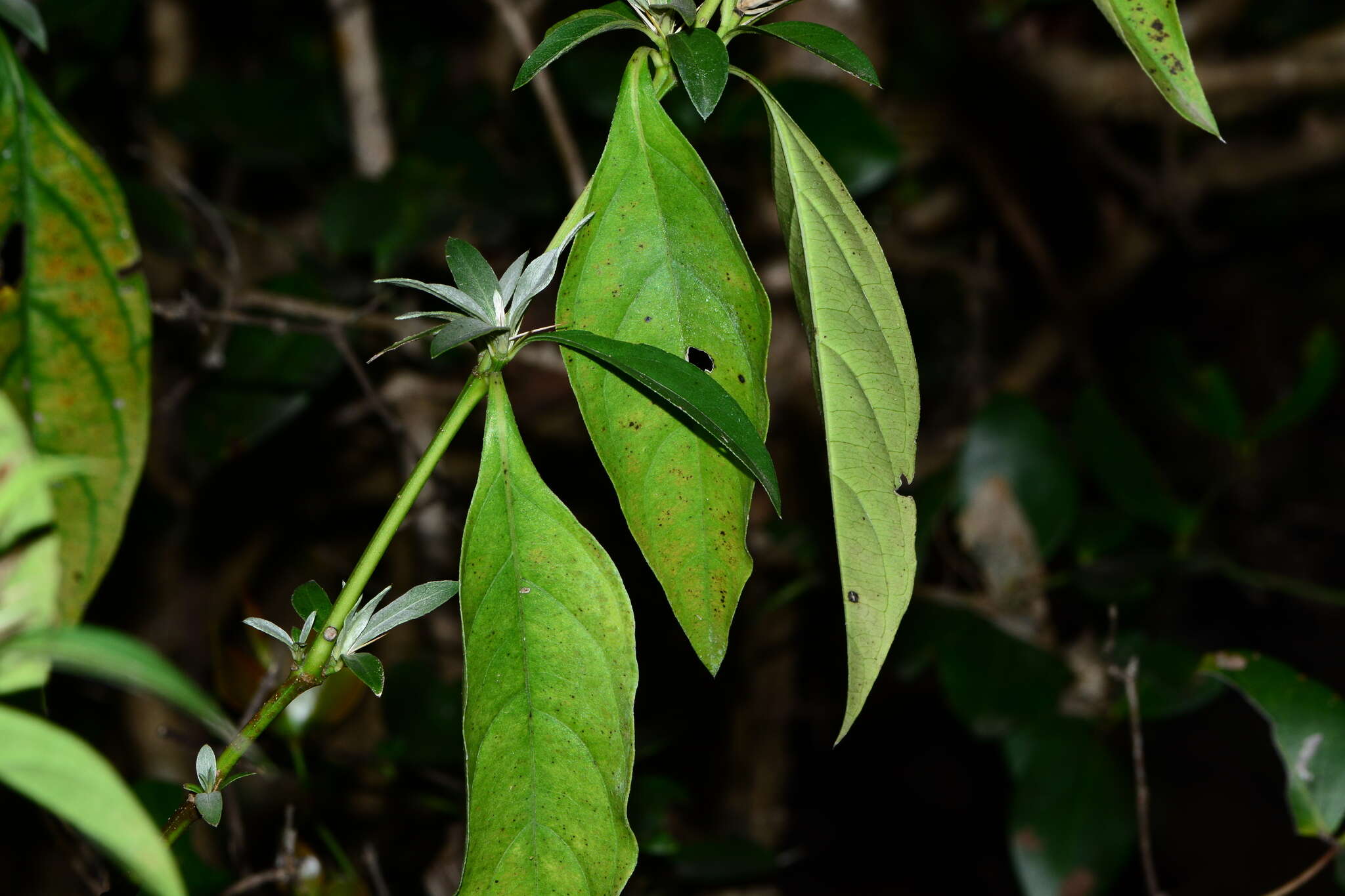 Image of porcupine flower