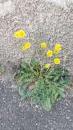 Image of Italian hawksbeard