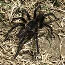 Image of Puerto Rican Brown Tarantula