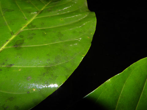 Image of <i>Chimarrhis latifolia</i> Standl.