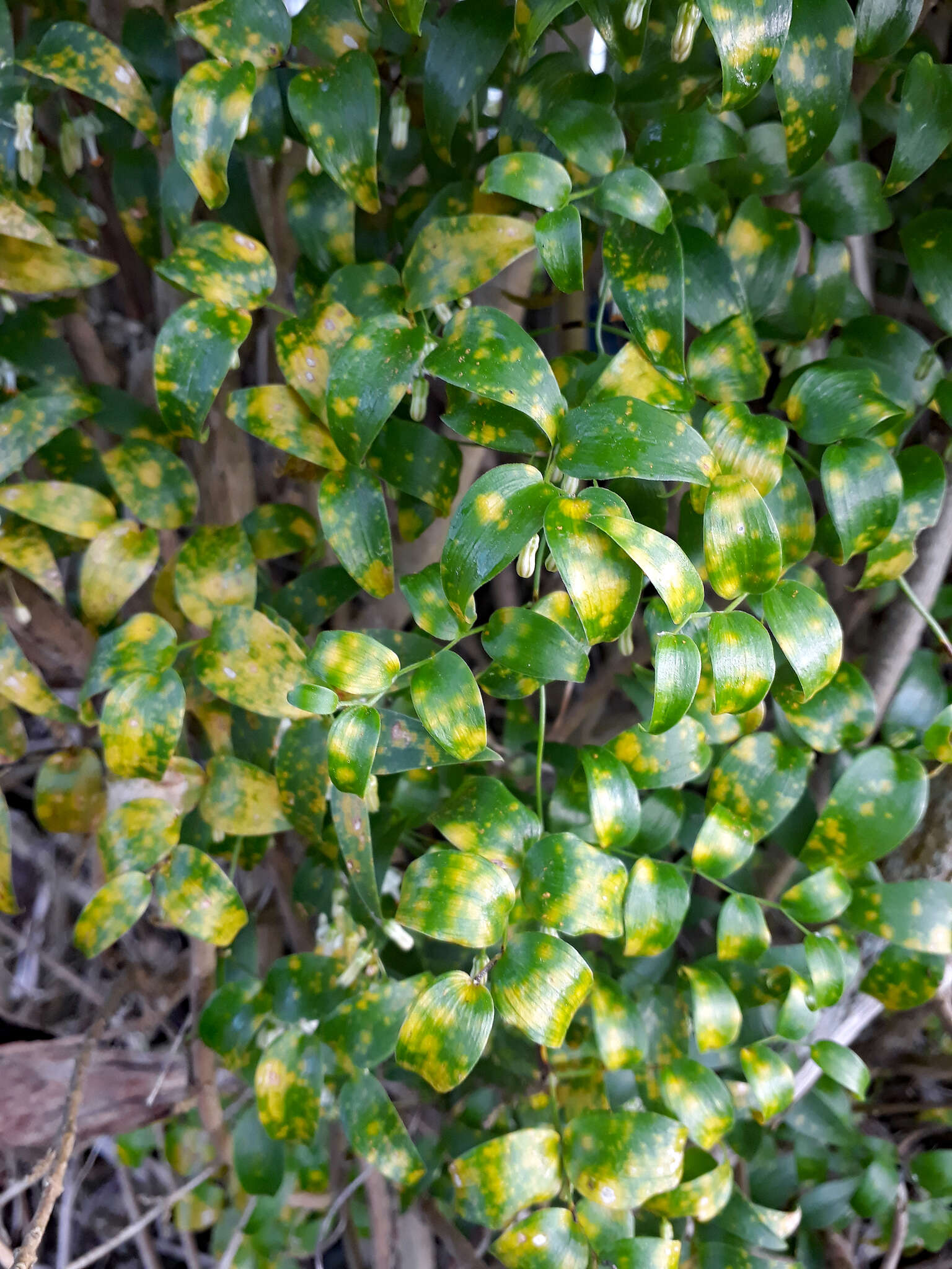 Image de Puccinia myrsiphylli (Thüm.) G. Winter 1884