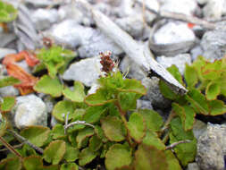 Imagem de Acalypha chamaedrifolia (Lam.) Müll. Arg.