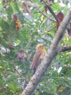 Image of Cream-colored Woodpecker