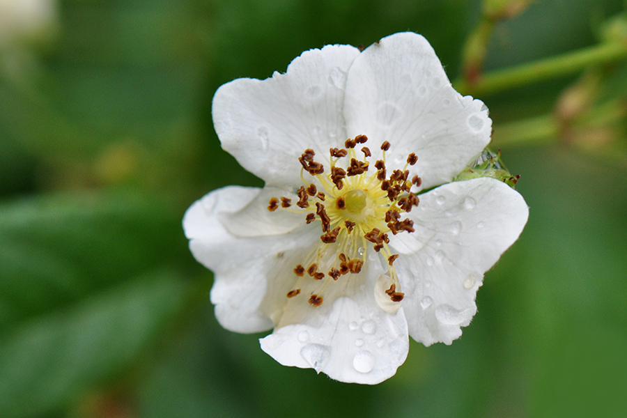 Бугенвиллия baby rose фото и описание