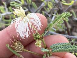 Image of Desmanthus fruticosus Rose