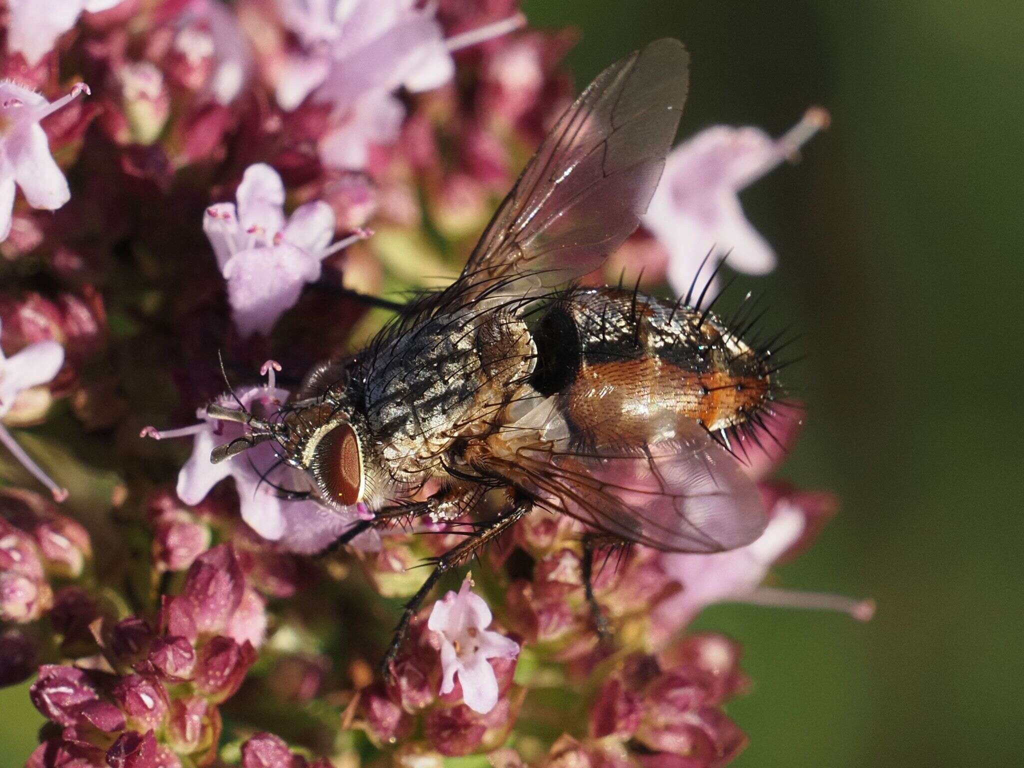 Image of Linnaemya vulpina (Fallen 1810)