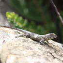 Image of Rodrigues' Lava Lizard