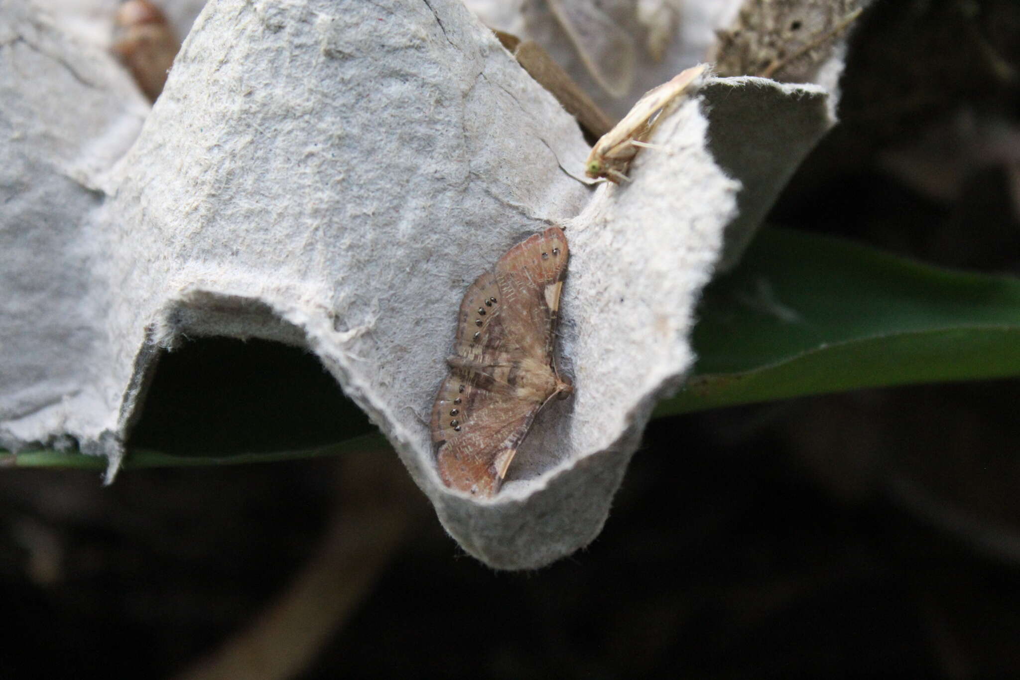 Imagem de Aplogompha costimaculata Warren 1900